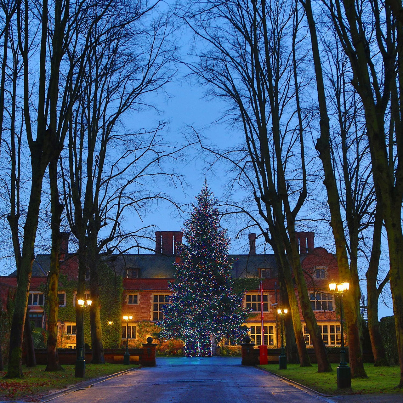 PR50MB_Huge-Christmas-Tree-with-multi-coloured-lights-queen-ethelburgas_P7_3959efe4-fbb0-4318-81ce-c2411a330f9c.jpg