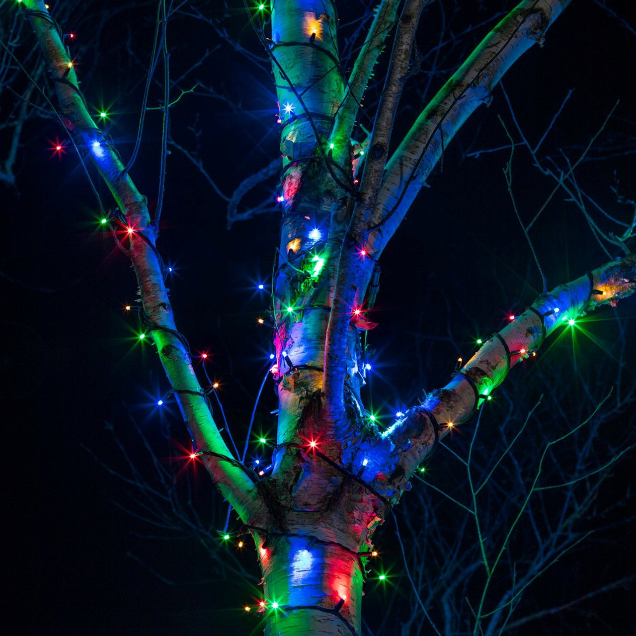 PR50MB_Multi-coloured-LED-Christmas-Lights-Tree-Close_67bef2b2-0e76-4ef1-ae53-cd47c37761e6.jpg