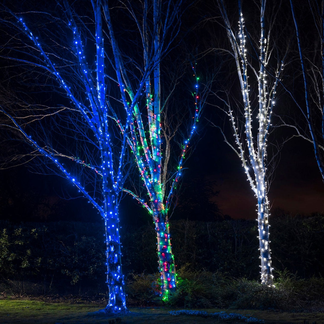 PR50MB_Multi-coloured-LED-Christmas-Lights-Tree-Group_a75e75c8-0170-44e5-b0c0-2ee5b4aa31e4.jpg
