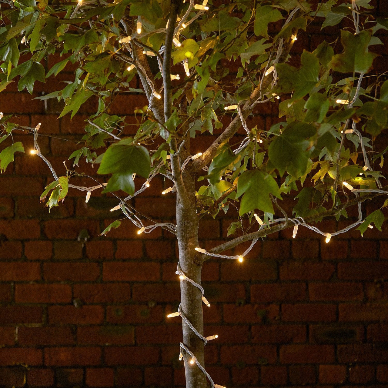 PR50YWW_50-WARM-WHITE-LED-STRING-LIGHT-TREE-PRO_P2_2000x2000_d5cfb85a-ccf6-461d-b1d3-a3c16b9303f1.jpg